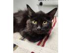 Adopt Gretchen a All Black Domestic Longhair / Domestic Shorthair / Mixed cat in