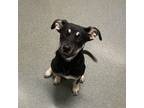 Adopt Arrowhead a German Shepherd Dog / Mixed dog in Topeka, KS (39164198)