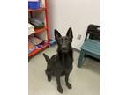 Adopt Scout a German Shepherd Dog / Mixed dog in Topeka, KS (39164179)