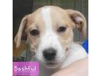 Adopt Bashful a Tan/Yellow/Fawn Mixed Breed (Medium) / Mixed dog in DeKalb