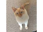 Adopt Elme a Cream or Ivory Siamese / Domestic Shorthair / Mixed cat in Chicago