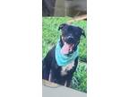 Adopt Loki a Black - with White Boxer / Australian Shepherd / Mixed dog in