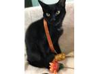 Adopt Sharpie a All Black Domestic Shorthair / Mixed cat in Columbus