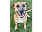Adopt Brenda a Tan/Yellow/Fawn American Pit Bull Terrier / Mixed dog in Red