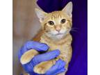 Adopt Justice a Orange or Red Domestic Shorthair / Domestic Shorthair / Mixed