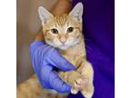 Adopt Judy a Orange or Red Domestic Shorthair / Domestic Shorthair / Mixed cat