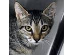 Adopt Lexi a Brown or Chocolate Domestic Shorthair / Domestic Shorthair / Mixed