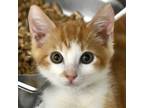 Adopt Grim a Orange or Red Domestic Shorthair / Domestic Shorthair / Mixed cat