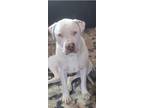 Adopt Tank a White - with Brown or Chocolate American Staffordshire Terrier /