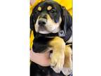 Adopt A Pup Colleen a Black - with Tan, Yellow or Fawn Hound (Unknown Type) /