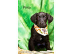 Adopt Pinto a Black Labrador Retriever / Border Collie / Mixed dog in Cedar