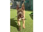 Adopt Shortcake a Brown/Chocolate American Pit Bull Terrier / Mixed dog in