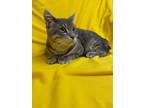 Adopt Moriz a Gray, Blue or Silver Tabby Domestic Shorthair (short coat) cat in