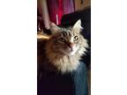 Adopt Latte a Brown Tabby American Bobtail / Mixed (medium coat) cat in