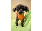 Adopt Harry a Gray/Blue/Silver/Salt & Pepper Toy Poodle / Mixed dog in Oklahoma