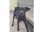 Adopt Winnie a Black Rat Terrier / Mixed dog in Longview, TX (39163706)