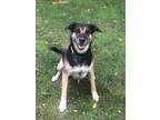 Adopt Maximus a Shepherd (Unknown Type) / Pointer / Mixed dog in Port McNicoll
