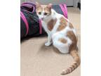 Adopt Ping Ping a White Domestic Shorthair / Domestic Shorthair / Mixed cat in