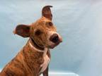 Adopt Squirrel a Tan/Yellow/Fawn Black Mouth Cur / Mixed dog in Golden Valley