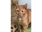 Adopt Piglet a Orange or Red Domestic Shorthair / Domestic Shorthair / Mixed cat
