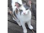 Adopt Lexie a Russian Blue / Mixed (short coat) cat in Scottsboro, AL (39162724)