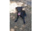 Adopt Duke a Labrador Retriever / American Pit Bull Terrier / Mixed dog in Tool