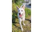 Adopt Leif a Husky / Mixed dog in Prince Rupert, BC (39163750)