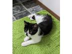 Adopt Starbuck *bonded To Apollo* a Domestic Shorthair / Mixed cat in Nelson