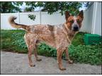 Adopt Willie a Red/Golden/Orange/Chestnut Australian Cattle Dog / Mixed dog in