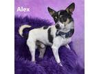 Adopt Alex a Tricolor (Tan/Brown & Black & White) Rat Terrier / Mixed dog in