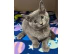 Adopt Joni Mitchell a Gray or Blue (Mostly) Russian Blue (short coat) cat in