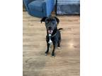 Adopt Jo Jo a Black - with White Great Dane / Australian Shepherd / Mixed dog in