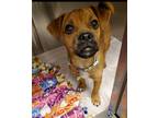 Adopt Marvin a Tan/Yellow/Fawn Mixed Breed (Small) / Mixed dog in Fallston