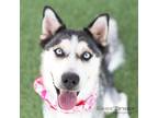Adopt Storm a Black Husky / Mixed dog in Farmers Branch, TX (39163494)