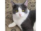 Adopt Siren a Gray or Blue Domestic Shorthair / Mixed cat in Oneonta