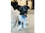 Adopt Tito a Black - with White Poodle (Standard) / Mixed dog in Valley Village
