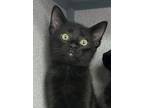 Adopt Clover a Black (Mostly) Bombay (short coat) cat in South Salem