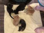 Adopt 3 week old kittens 6 a Orange or Red American Shorthair / Mixed (short