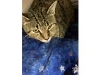 Adopt Scarlett a Brown Tabby Domestic Shorthair (short coat) cat in Pottsville