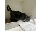 Adopt Mino (FKA) Paul a Gray or Blue Domestic Shorthair / Mixed cat in