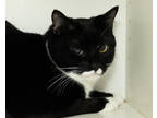 Adopt Bruce a All Black Domestic Shorthair / Domestic Shorthair / Mixed cat in