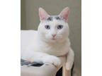 Adopt Westley a White Domestic Shorthair / Domestic Shorthair / Mixed cat in