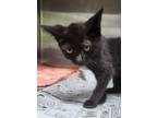 Adopt Liv a All Black Domestic Shorthair / Domestic Shorthair / Mixed cat in