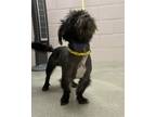 Adopt Simon a Black Shih Tzu / Terrier (Unknown Type, Small) / Mixed dog in