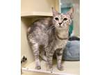 Adopt Sienna~23/24-0122g a Brown or Chocolate Domestic Shorthair / Domestic