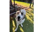 Adopt Nebula a White Great Pyrenees / Shepherd (Unknown Type) / Mixed dog in