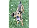 Adopt Sport a Red/Golden/Orange/Chestnut Jack Russell Terrier / Dachshund /