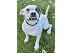 Adopt Jester a White Jack Russell Terrier / Boxer / Mixed dog in Red Bluff