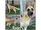 Adopt Rose a Tan/Yellow/Fawn German Shepherd Dog / Mixed dog in Crawfordsville