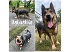 Adopt Babushka a Brown/Chocolate German Shepherd Dog / Mixed dog in
